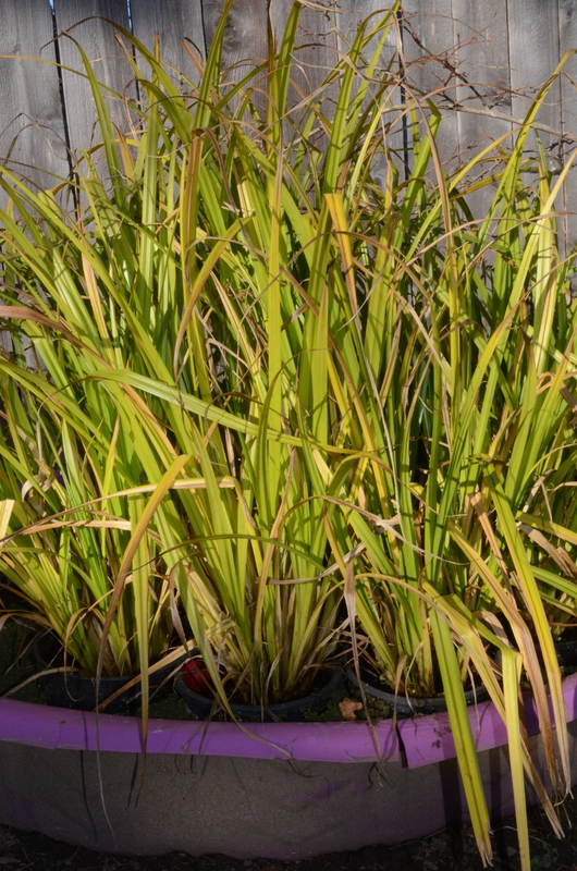 Carex comosa