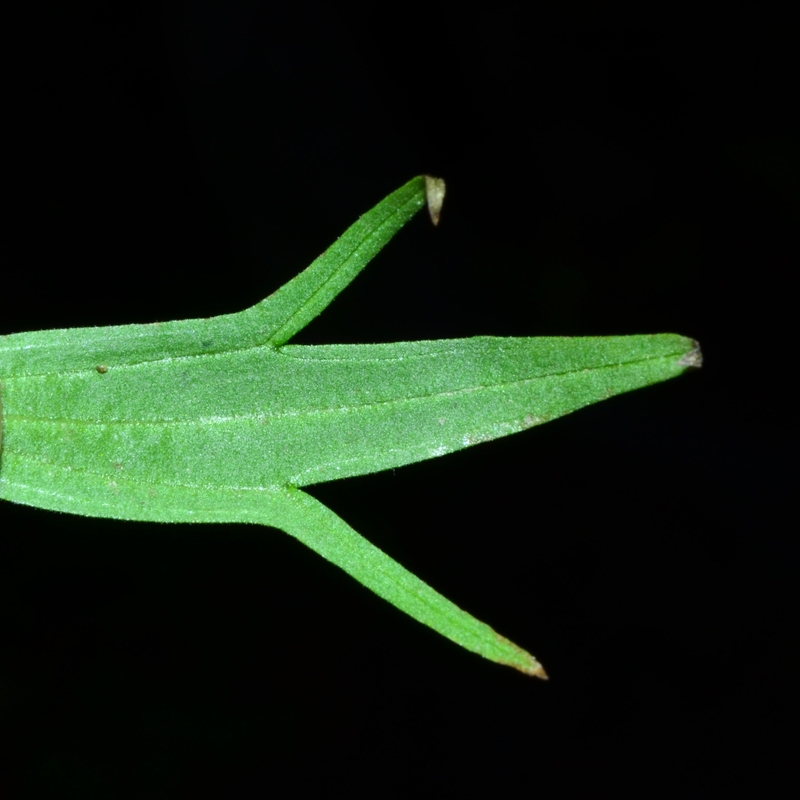 Castilleja suksdorfii