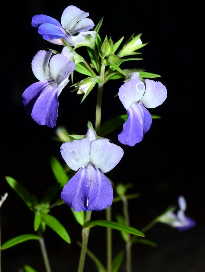 Collinsia grandiflora