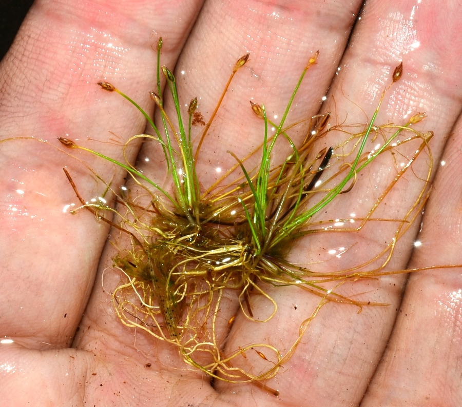 Eleocharis acicularis