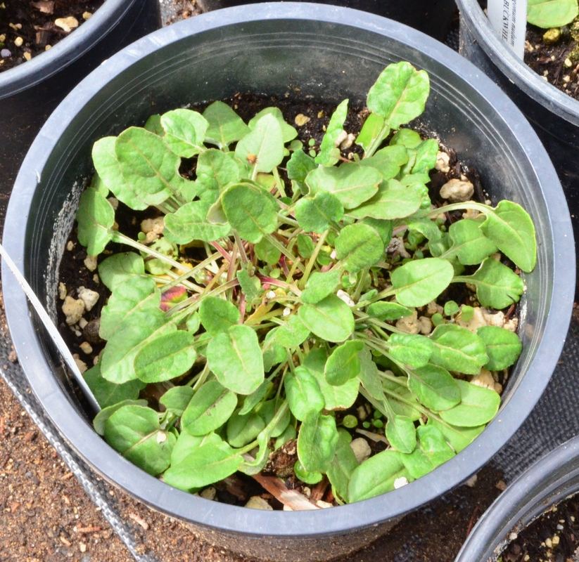 Eriogonum nudum