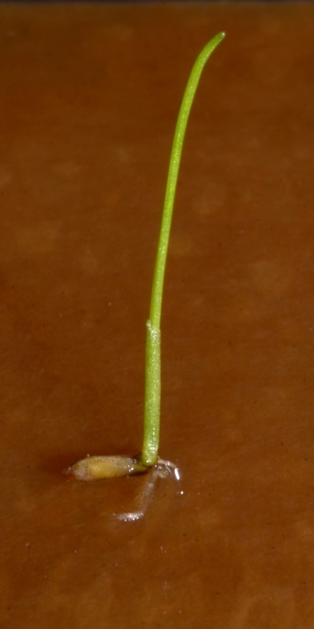 Eriophorum angustifolium ssp. angustifolium