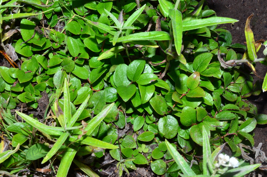 Gaultheria ovatifolia