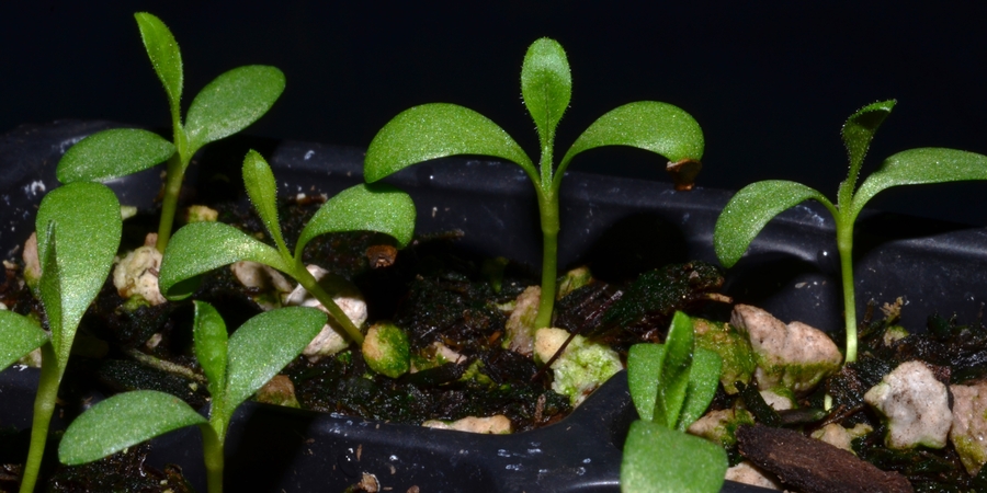 Grindelia integrifolia