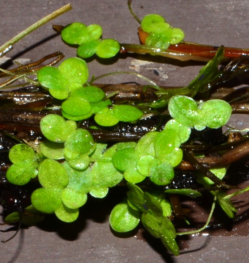Lemna minor