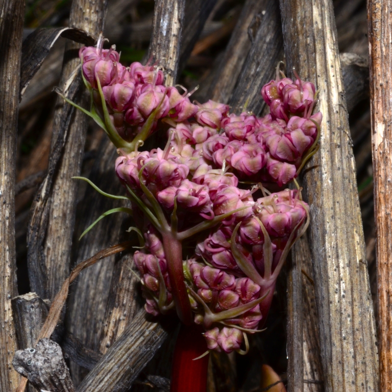 Lomatium columbianum