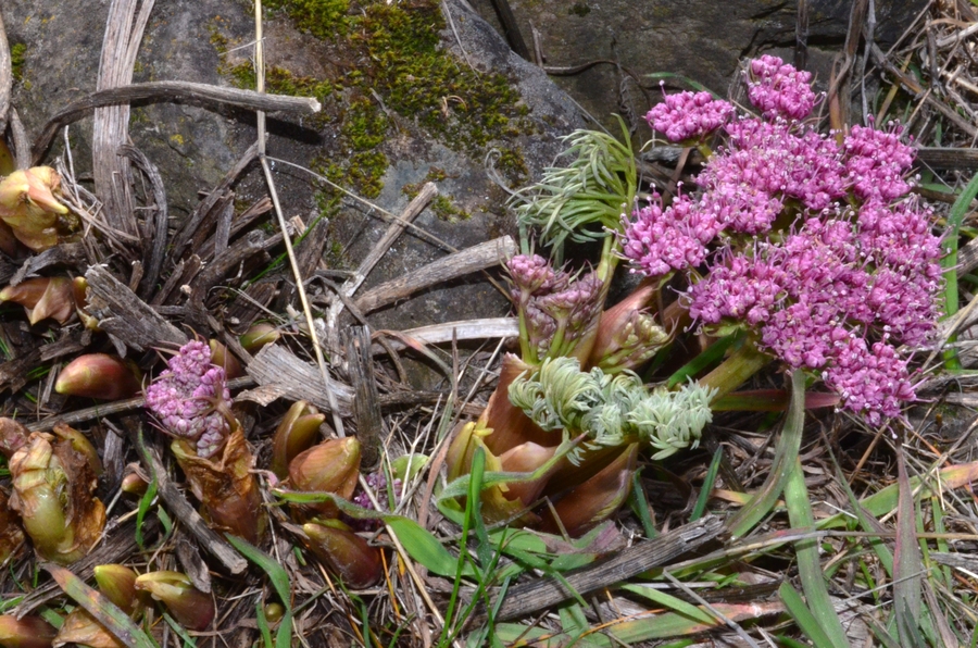 Lomatium columbianum