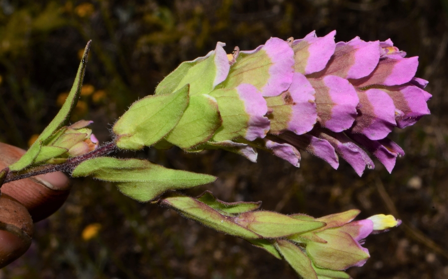 Orthocarpus imbricatus