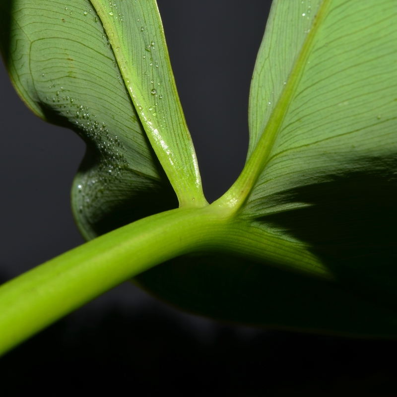 Peltandra virginica