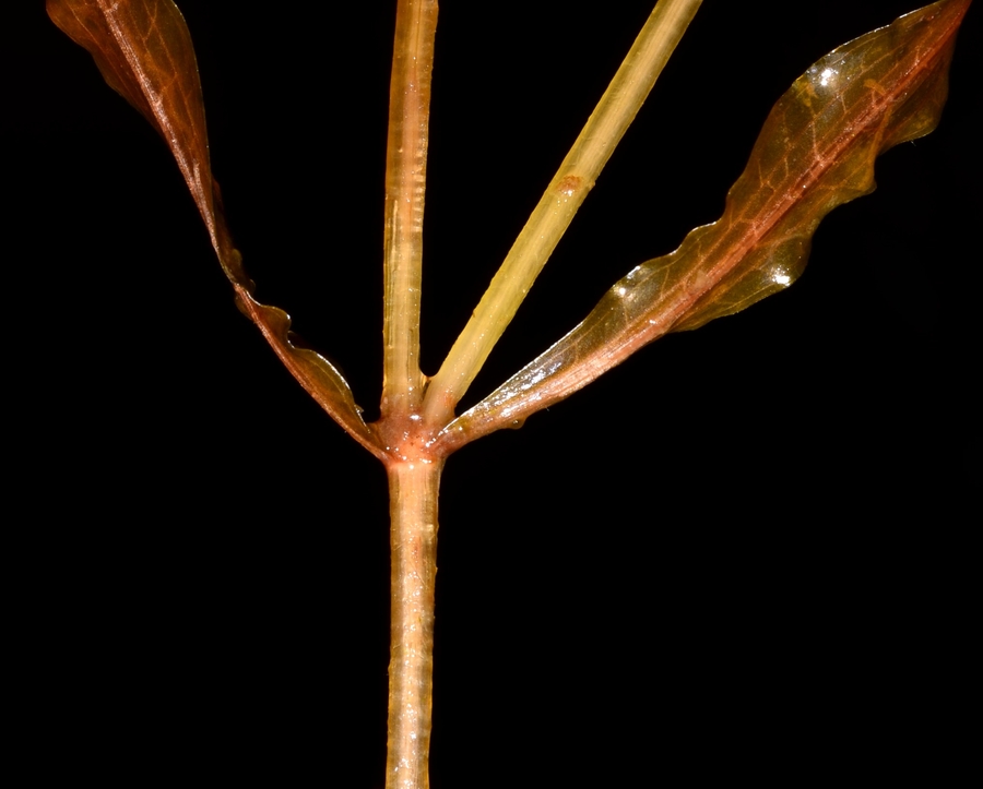 Potamogeton alpinus