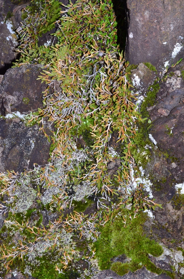 Selaginella wallacei