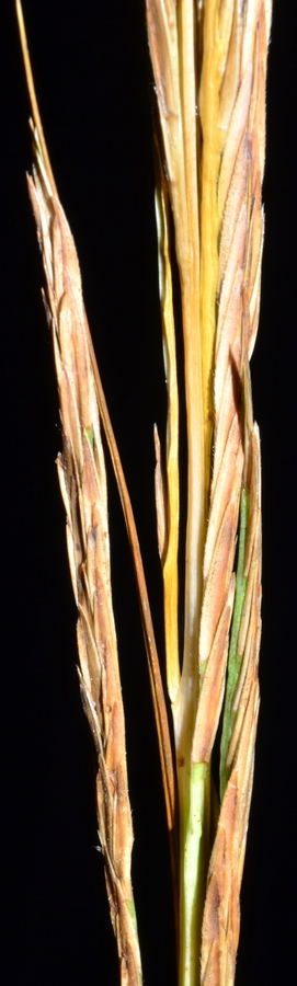 Spartina alterniflora