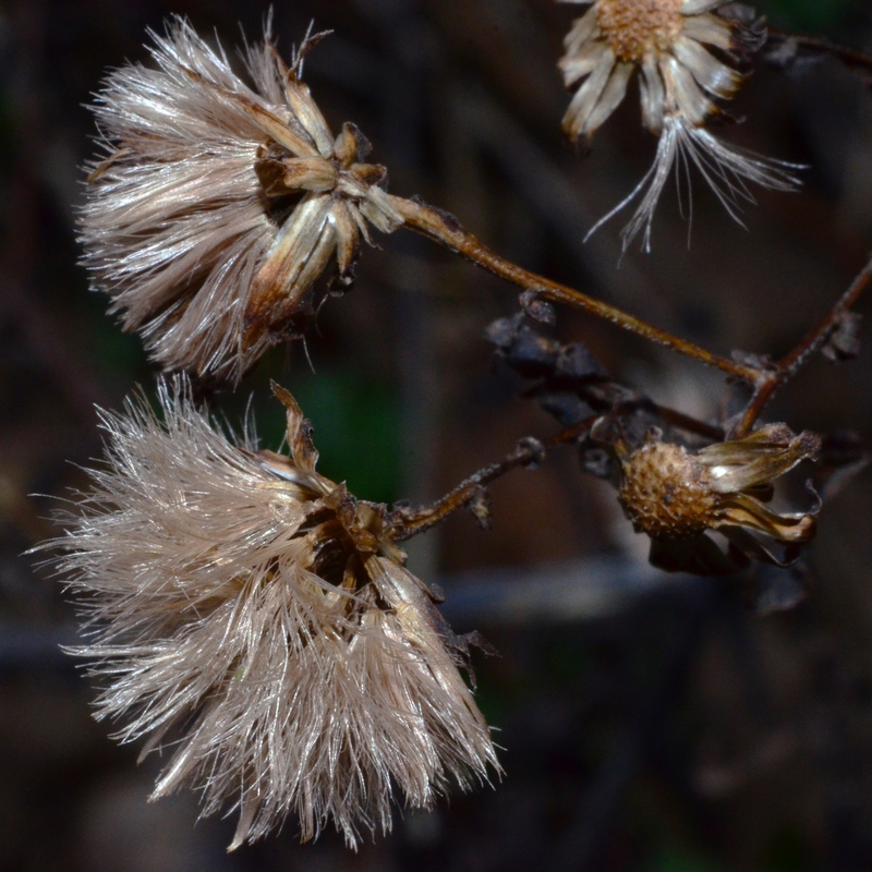 Symphyotrichum subspicatum