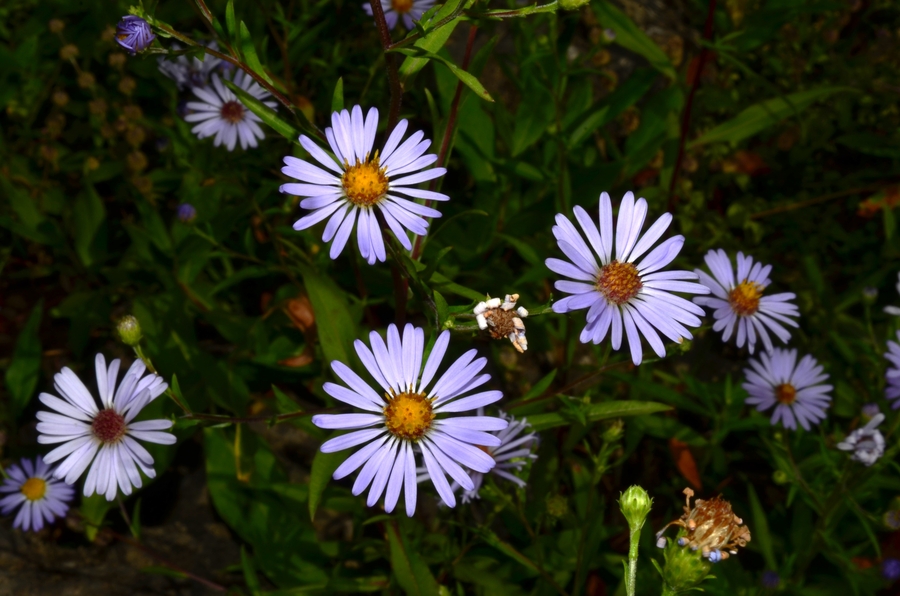 Symphyotrichum subspicatum