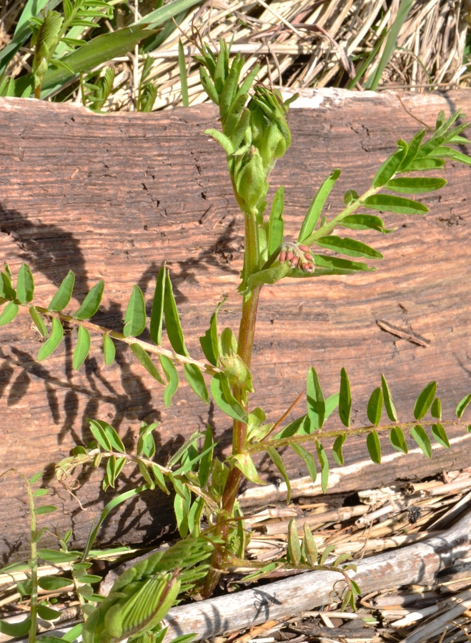 Vicia nigricans var. gigantea