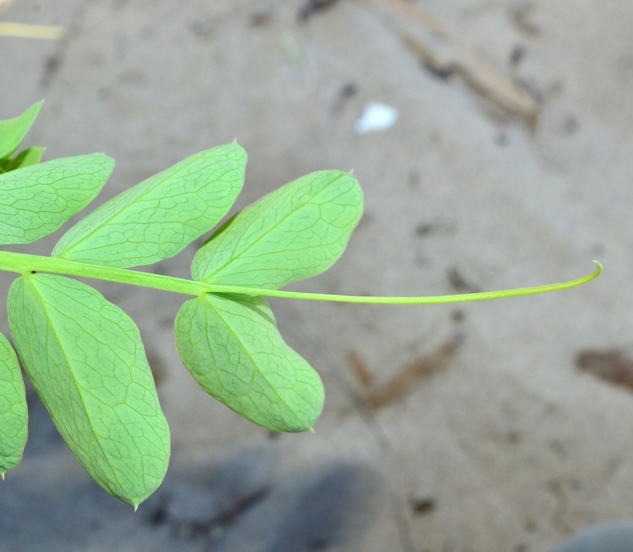 Vicia nigricans var. gigantea