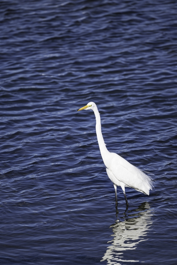 Ardea alba egretta