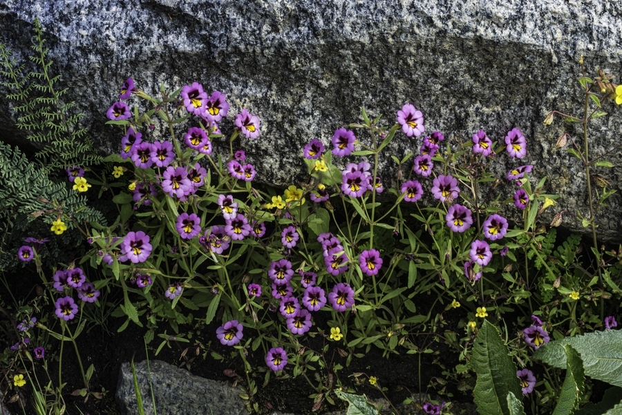Erythranthe filicaulis