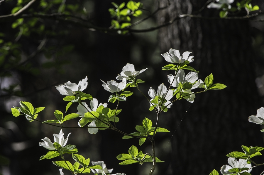 Cornus nuttallii Cornus nuttallii