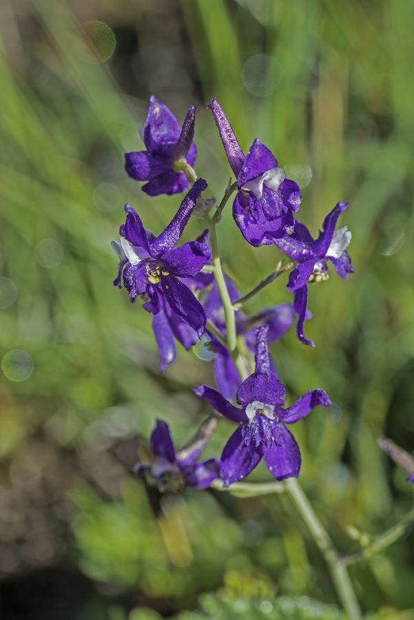 Delphinium depauperatum Delphinium depauperatum