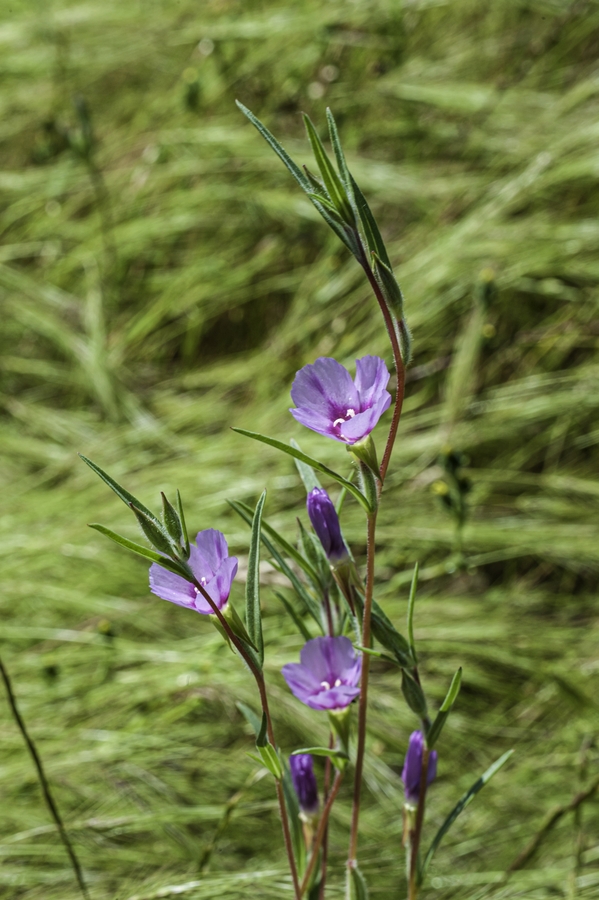 Clarkia purpurea Clarkia purpurea