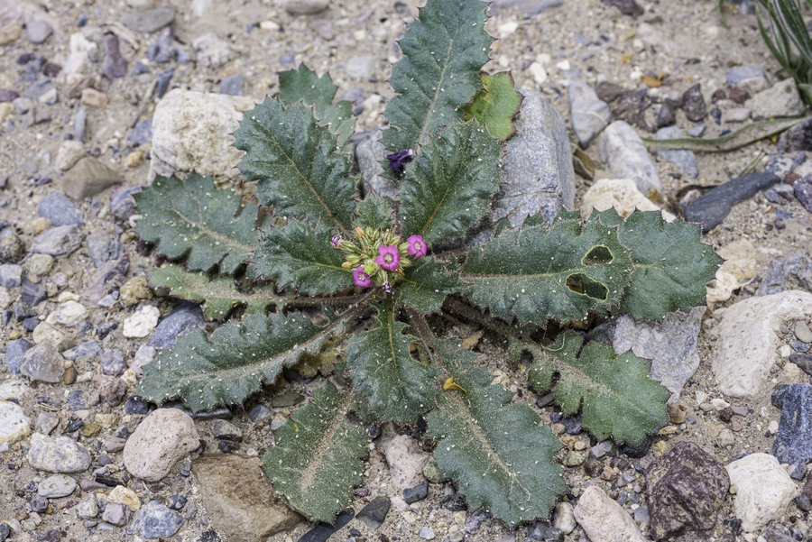 Aliciella latifolia Aliciella latifolia
