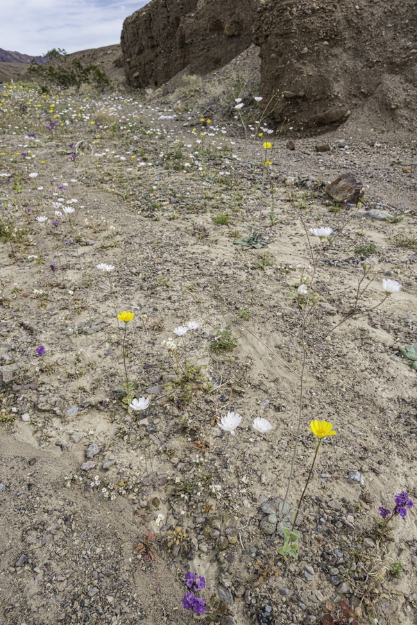 Atrichoseris platyphylla Atrichoseris platyphylla