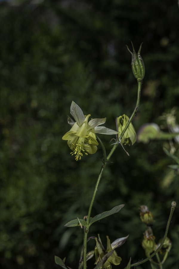 Aquilegia flavescens Aquilegia flavescens