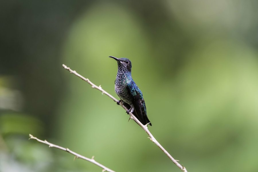Colibri thalassinus Colibri thalassinus