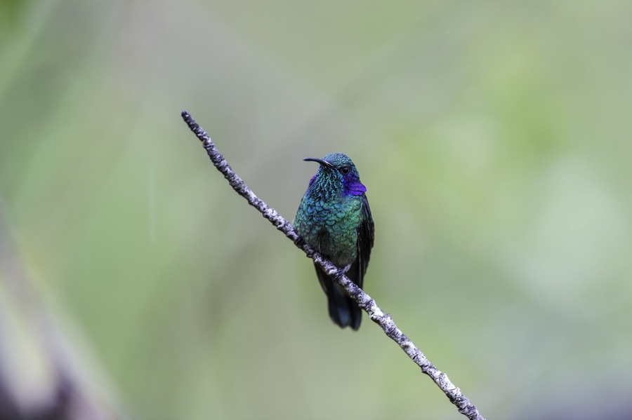 Colibri thalassinus Colibri thalassinus