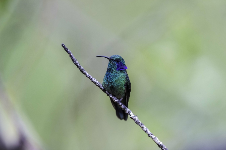 Colibri thalassinus Colibri thalassinus