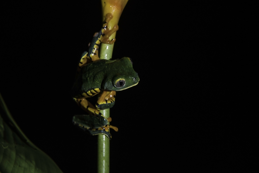 Cruziohyla calcarifer