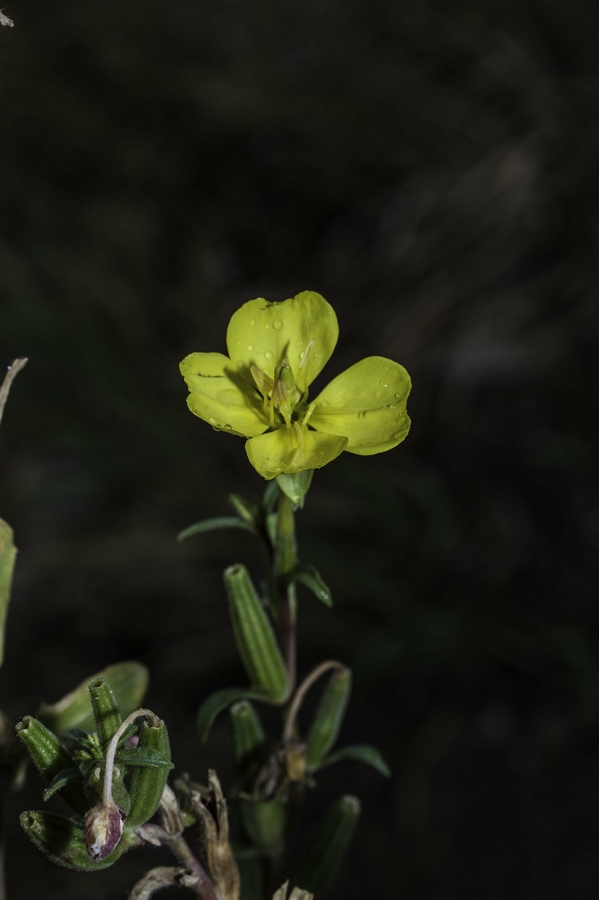 Oenothera villosa Oenothera villosa