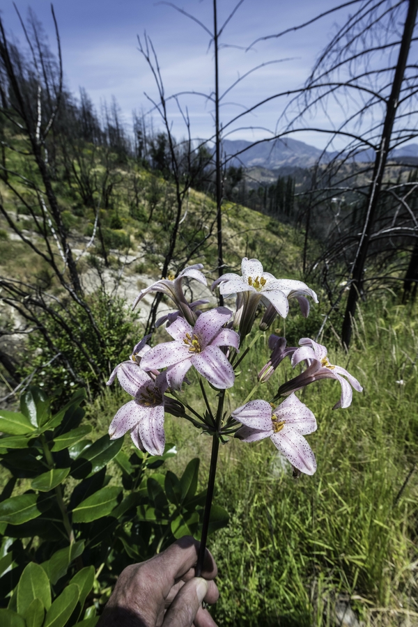 Lilium rubescens Lilium rubescens