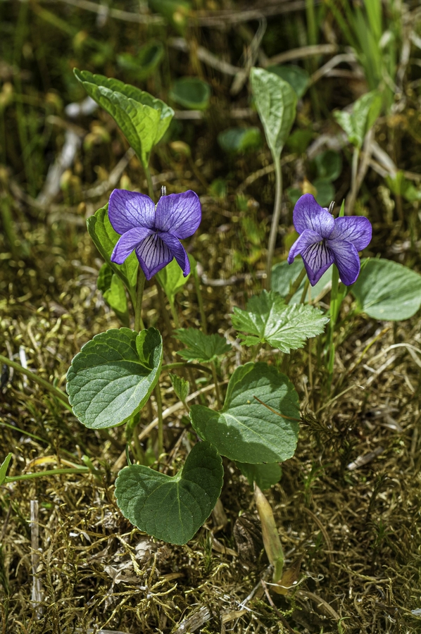 Viola langsdorffii Viola langsdorffii