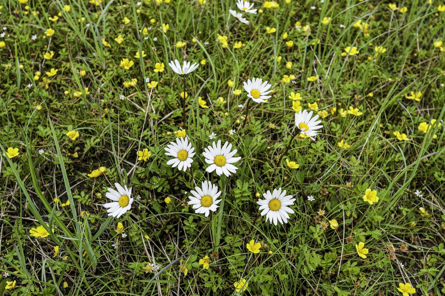 Chrysanthemum arcticum Chrysanthemum arcticum