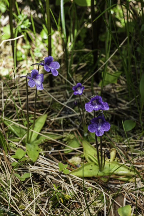 Pinguicula vulgaris Pinguicula vulgaris