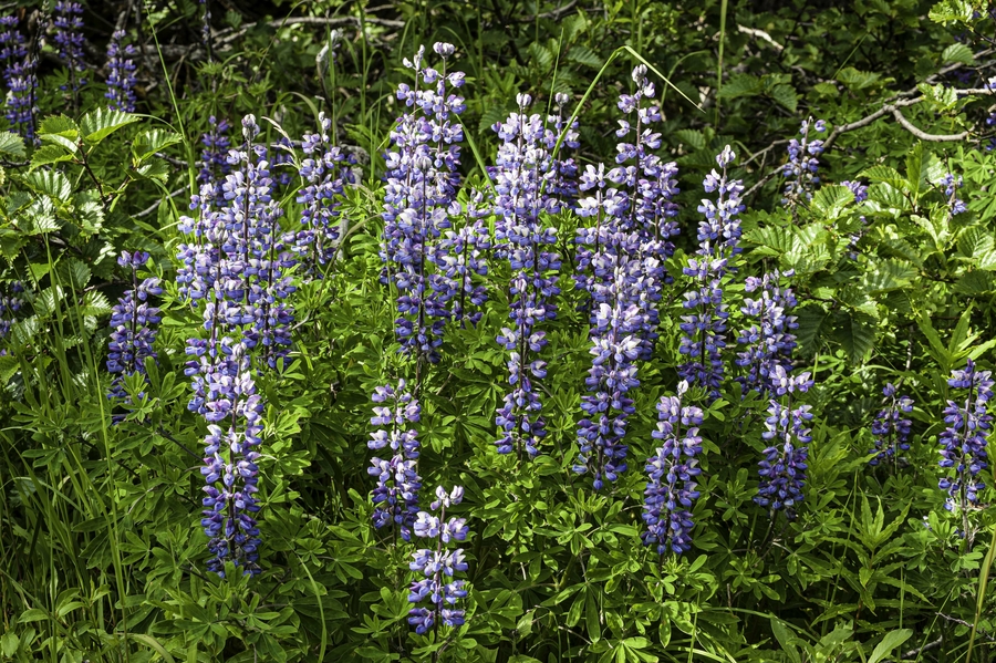 Lupinus nootkatensis