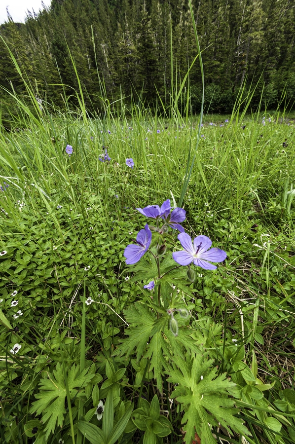 Geranium erianthum Geranium erianthum