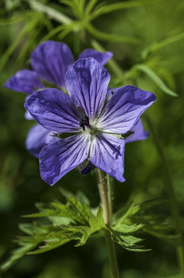 Geranium erianthum Geranium erianthum