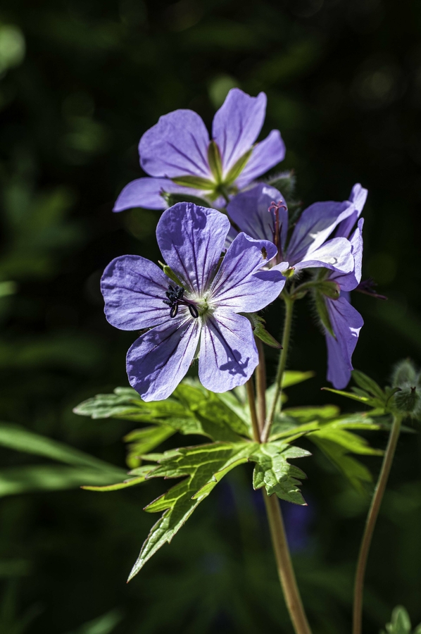 Geranium erianthum Geranium erianthum