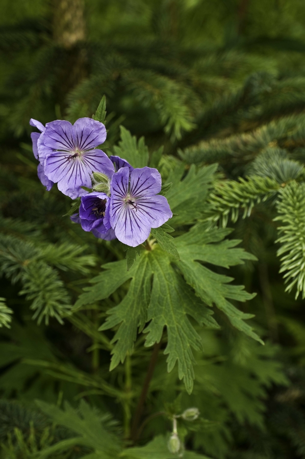 Geranium erianthum