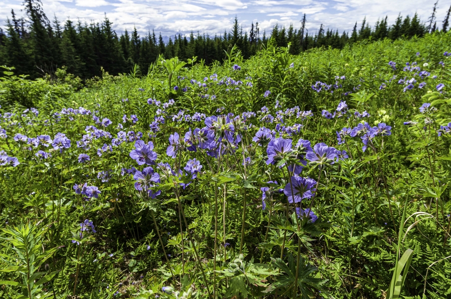 Geranium erianthum