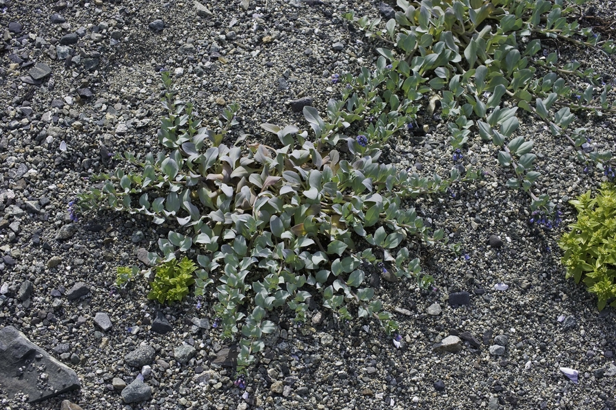 Mertensia maritima Mertensia maritima