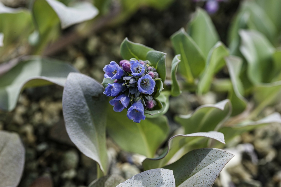 Mertensia maritima Mertensia maritima