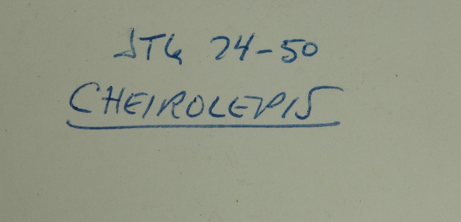 Cheirolepis