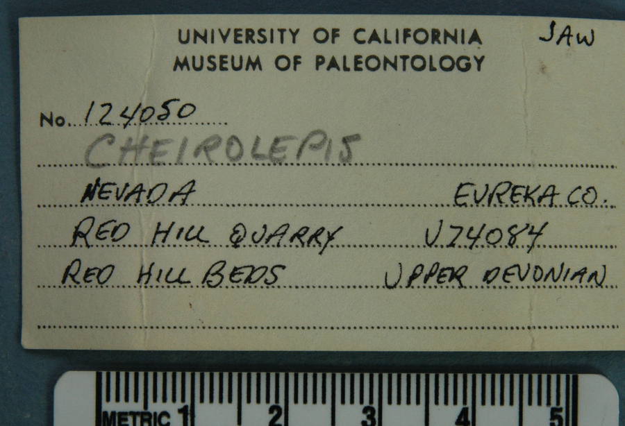 Cheirolepis