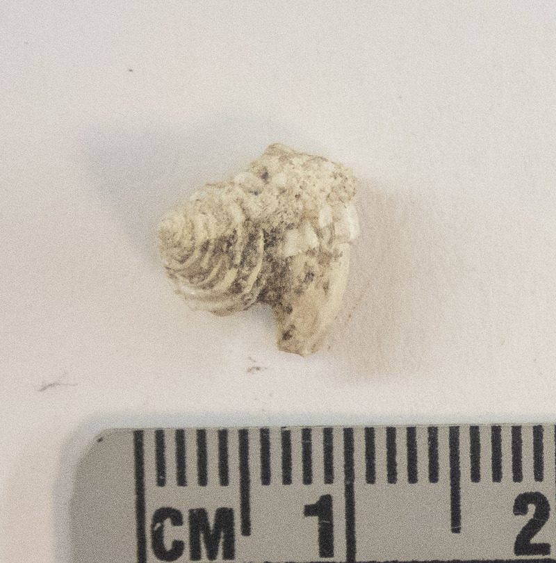 Calliostoma ligatum Calliostoma ligatum