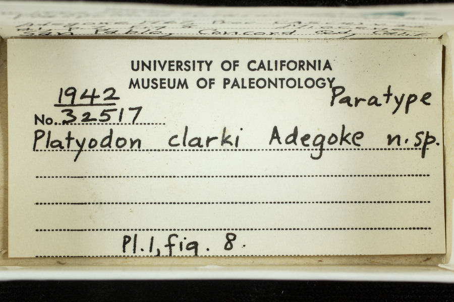 Platyodon clarki