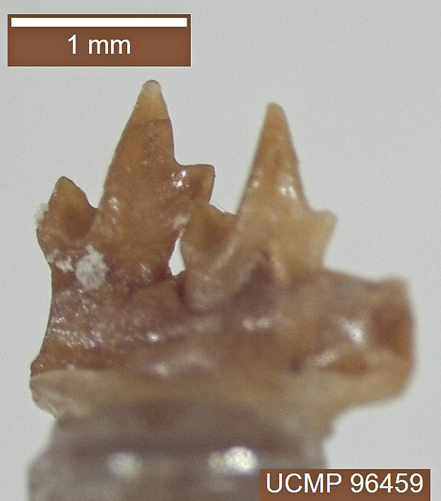 Batodonoides powayensis